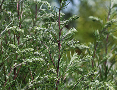 Artemisia 粗俗 也称为普通土豆 河边蠕虫 重药草 菊花杂草 野生虫木树叶植物学荒野农业叶子药品植物菊科香料蔬菜图片