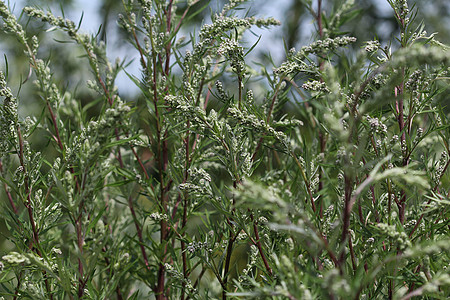 Artemisia 粗俗 也称为普通土豆 河边蠕虫 重药草 菊花杂草 野生虫木叶子菊科食物花园农业宏观树叶植物草本植物蔬菜图片