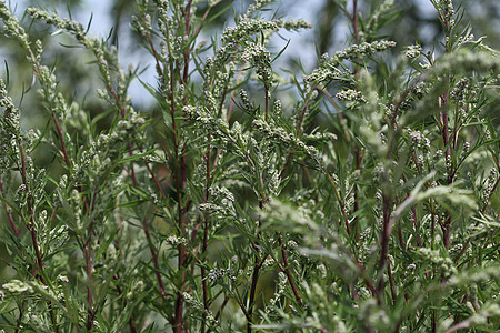 Artemisia 粗俗 也称为普通土豆 河边蠕虫 重药草 菊花杂草 野生虫木叶子菊科食物花园农业宏观树叶植物草本植物蔬菜图片