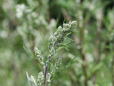 Artemisia 粗俗 也称为普通土豆 河边蠕虫 重药草 菊花杂草 野生虫木蔬菜菊科草本植物植物学树叶药品宏观食物植物群香味图片