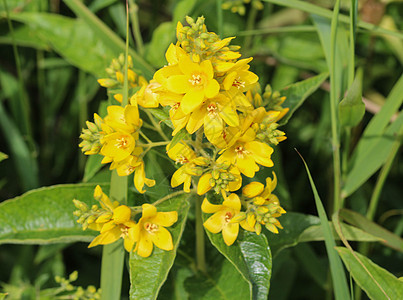 花 花园珍珠菜 黄色珍珠菜或花园黄色珍珠菜 在夏天开花草本植物公园衬套自然草地药物季节园艺药草植物群图片