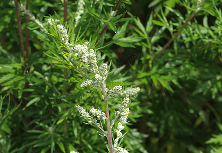 Artemisia 粗俗 也称为普通土豆 河边蠕虫 重药草 菊花杂草 野生虫木香料叶子花园荒野草药植物农业草本植物宏观食物图片