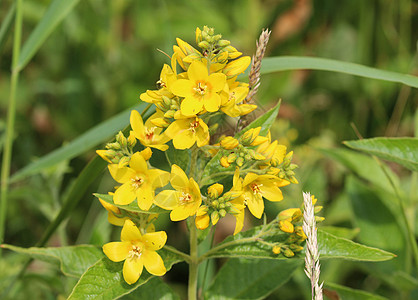 花 花园珍珠菜 黄色珍珠菜或花园黄色珍珠菜 在夏天开花衬套野花荒野药草植物群自然草地植物学叶子公园图片