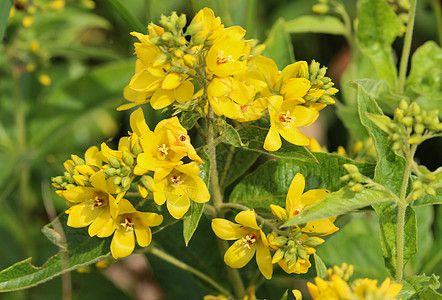 花 花园珍珠菜 黄色珍珠菜或花园黄色珍珠菜 在夏天开花植物群衬套草本植物金钱草花瓣荒野叶子园艺花序公园图片