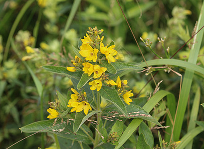 花 花园珍珠菜 黄色珍珠菜或花园黄色珍珠菜 在夏天开花公园野花植物群花瓣草本植物药草金钱草衬套叶子草地图片