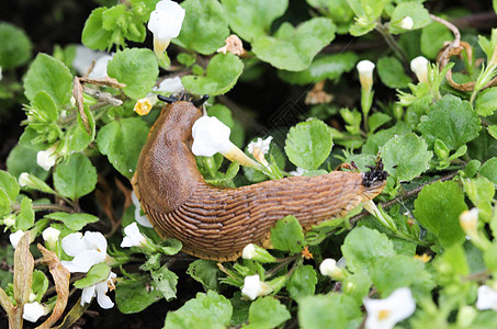 花园里的西班牙鼻涕虫Arion粗俗土地呼吸荒野贝类沙拉蜗牛爬虫传感器控制卷尾图片