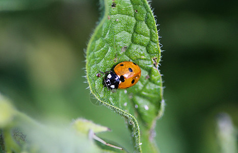 7个热点鸟 欧洲最常见的Ladybug瓢虫动物昆虫斑点宏观生物学漏洞花园动物群荒野图片