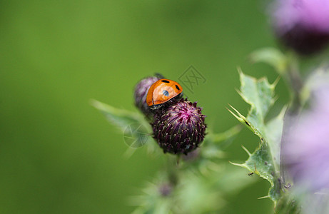 7个热点鸟 欧洲最常见的Ladybug捕食者植物女士叶子照片斑点生物学七星鞘翅目漏洞图片