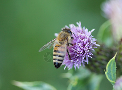 西蜜蜂或欧洲蜜蜂养米蜂 花蜜上采集花蜜金子花园白色花粉宏观眼睛漏洞传粉者蜂蜜翅膀图片
