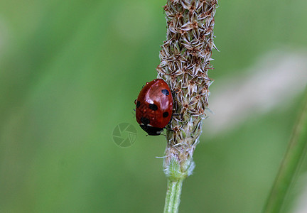 7个热点鸟 欧洲最常见的Ladybug荒野照片叶子野生动物植物环境鞘翅目花园动物宏观图片