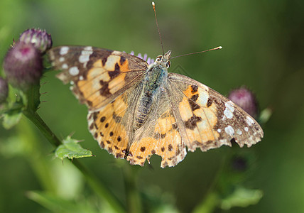 一只五颜六色的蝴蝶 被称为彩绘女士 或世界性的 栖息在蓟花上昆虫花园植物动物群鳞翅目大都会橙子花朵翅膀昆虫学图片