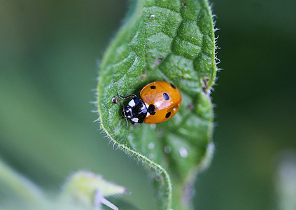 7个热点鸟 欧洲最常见的Ladybug花园生态环境七星生物学动物群捕食者宏观甲虫植物图片