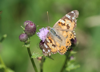 一只五颜六色的蝴蝶 被称为彩绘女士 或世界性的 栖息在蓟花上花朵野生动物花园鳞翅目动物翅膀毛虫植物大都会昆虫学图片