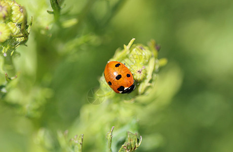 7个热点鸟 欧洲最常见的Ladybug生物学荒野瓢虫植物生态斑点女士甲虫动物捕食者图片