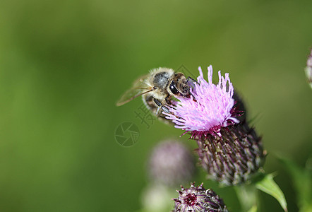 西蜜蜂或欧洲蜜蜂养米蜂 花蜜上采集花蜜动物昆虫漏洞黄色眼睛花园花粉翅膀宏观白色图片