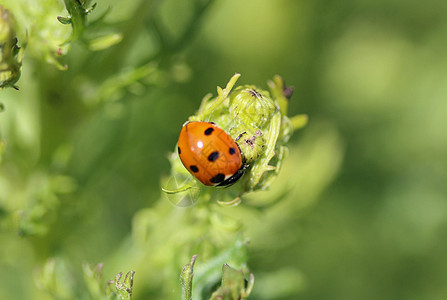 7个热点鸟 欧洲最常见的Ladybug七星生物学动物群叶子环境漏洞照片动物野生动物生态图片