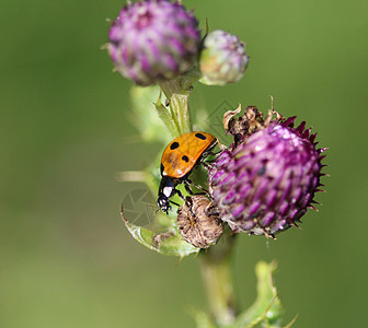 7个热点鸟 欧洲最常见的Ladybug植物生态宏观叶子昆虫生物学甲虫瓢虫捕食者环境图片