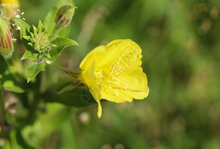 公用名称 大开的晚春花和reseppal 晚春红草本植物植物冰川季节草地野花荒野黄花植物学花瓣图片