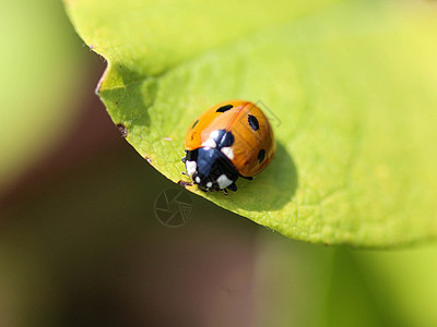 7个热点鸟 欧洲最常见的Ladybug生物学鞘翅目女士荒野宏观漏洞昆虫瓢虫动物群植物图片