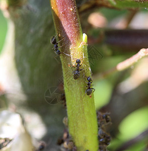 黑花园蚁群 在花园植物中筑巢害虫木头团体天线漏洞驱虫剂昆虫荒野工人花园图片