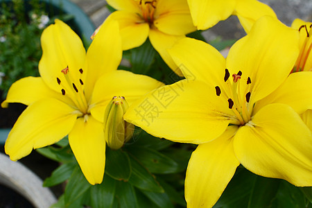 充满活力的黄色百合花在夏花花园中开花图片