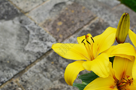 在石头院子上生黄色百合花朵图片