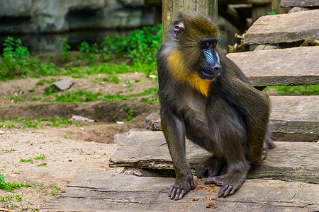 一只山魈猴子抓着背后的特写 一张五颜六色的脸的热带灵长类动物 来自非洲喀麦隆的脆弱动物图片