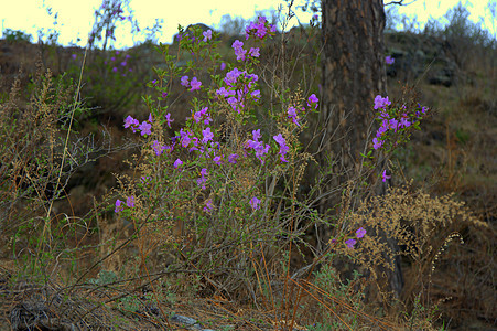 雪松树干边的紫色花朵 风景图片