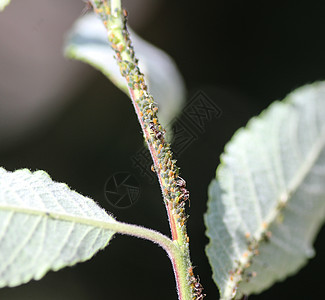 黑花园蚂蚁聚居地 以来自两栖的蜂蜜为饲料 在花园植物中筑巢殖民地触角荒野动物工人花园害虫捕食者漏洞木头图片