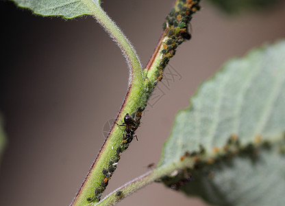 黑花园蚂蚁聚居地 以来自两栖的蜂蜜为饲料 在花园植物中筑巢漏洞捕食者花园蚜虫植物群眼睛触角工人昆虫宏观图片