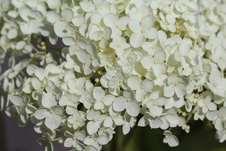 通常称为光滑的hydrangea 野型Hydrangea或7巴荒野公园花园生长叶子花序花瓣灌木植物学宏观图片