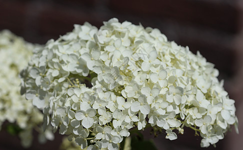 通常称为光滑的hydrangea 野型Hydrangea或7巴花园公园灌木植物群衬套乔木叶子宏观生长荒野图片