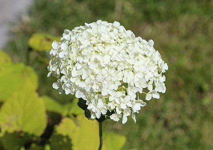 通常称为光滑的hydrangea 野型Hydrangea或7巴花序荒野植物群植物学公园乔木植物灌木衬套花园图片