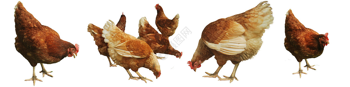 鸡蛋养鸡雄性家禽动物物物女性交换羽毛牧场母鸡宠物图片