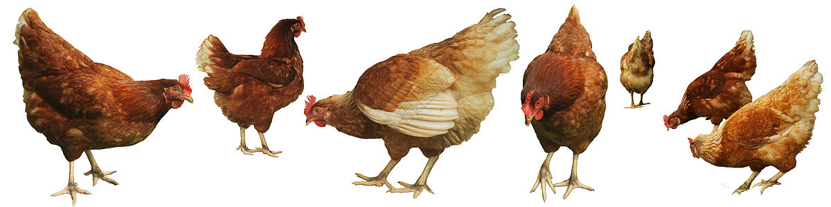 鸡蛋养鸡场地牧场市场家禽动物农场商品畜牧业羽毛公鸡图片