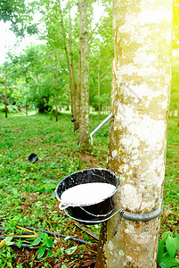 橡胶种植园液体农业森林食物木头松紧带生产热带来源乳胶图片
