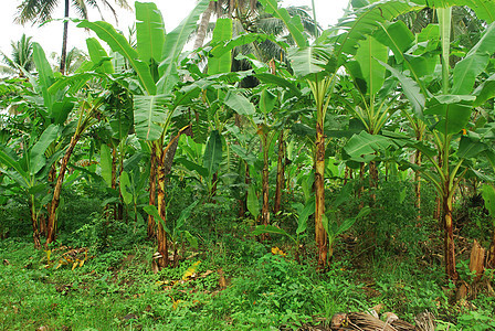 香蕉种植园森林叶子食物场景树干植物花园农业耕作香蕉图片