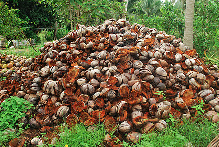 干椰子壳图片