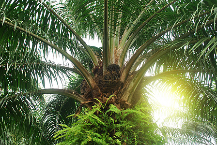 植物棕榈商品棕榈油种子来源场景叶子生长食物脊柱农场图片