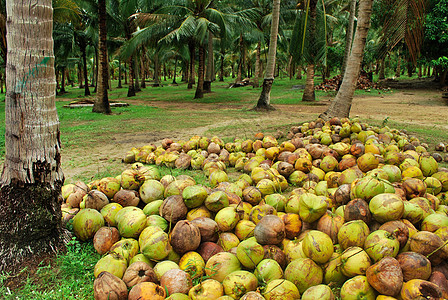 植物椰子食物出口树干耕作果园生长畜牧业场景叶子来源图片