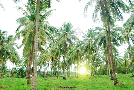 植物椰子绿地树木果园树干耕作公园畜牧业晴天农场热带图片