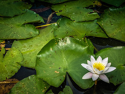 莲莲花或百合丽白花紧闭叶子公园植物花园荷花池塘植物学反射宏观植物群图片