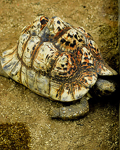 紧贴的松绿宠物环境绿色动物荒野栖息地陆龟脊椎动物爬虫甲壳图片