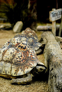 一连串的松绿野生动物环境脊椎动物绿色动物甲壳爬虫宠物荒野乌龟图片
