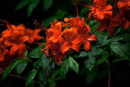 深色背景的橙色花朵菊花植物学绿色橙子季节水滴衬套花瓣植物黄色图片