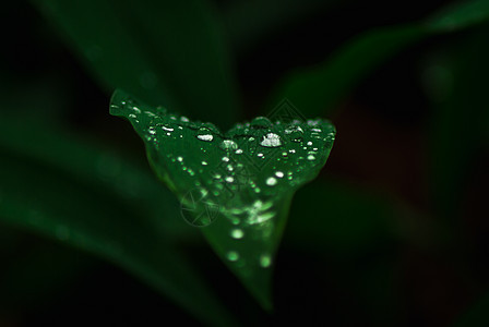 叶子上的水滴季节雨滴宏观绿色花园液体美丽植物生活反射图片