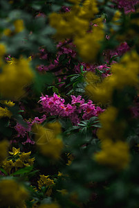 粉和黄色花花洋甘菊植物花瓣紫色宏观团体花园植物群雏菊美丽图片