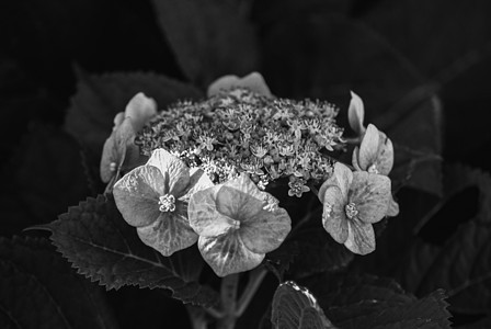 黑花和白花植物群黑色花朵白色宏观植物花瓣图片