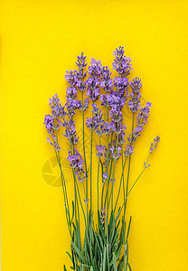 亮黄色背景的鲜紫色鲜花花束香气艺术薰衣草植物植物群药品疗法温泉草本植物花园图片