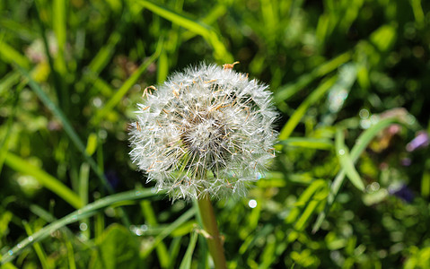 黄色普通沙丁烯开花植物学叶子荒野花朵生长季节植物群草地草本植物杂草图片